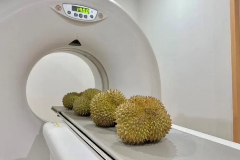 泰國研發CT-Scan技術 精準篩選出口熟果