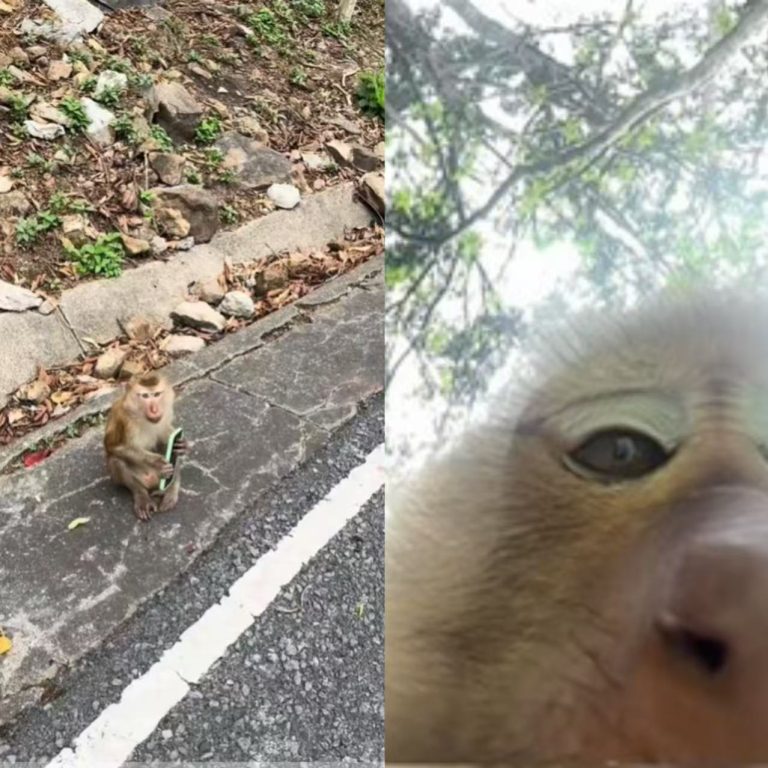 調皮猴搶手機 自拍搞笑照
