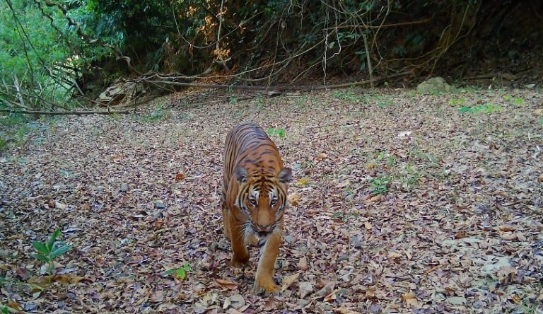 罕見野生貓科動物現身國家公園