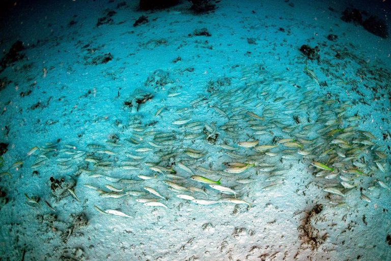 地震發生時 珊瑚礁魚群集體貼地靜止