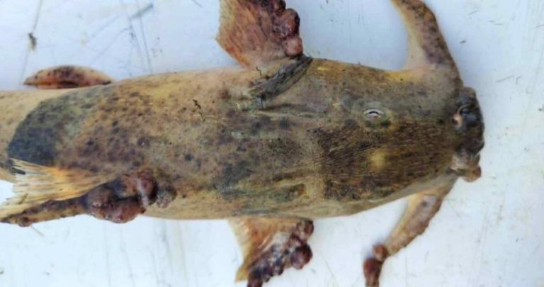 清萊漁業部門澄清異常魚類事件