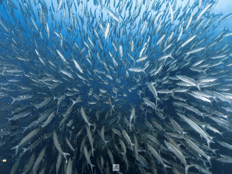 象島驚見千魚齊游 畫面壯觀罕見