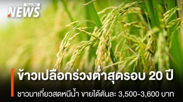 泰國稻米收購價 跌至20年最低