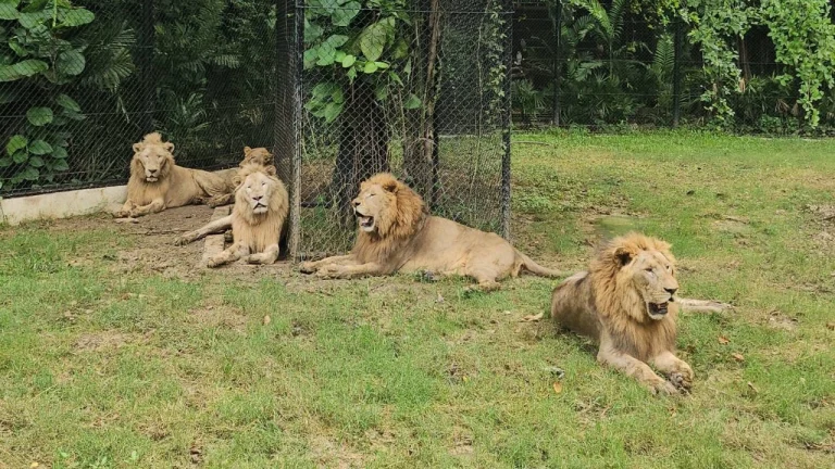 猛獅傷人後續 加強安保管理