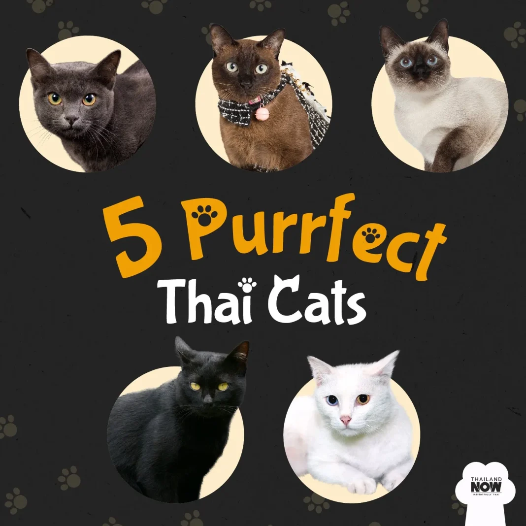 Thai-cat-1