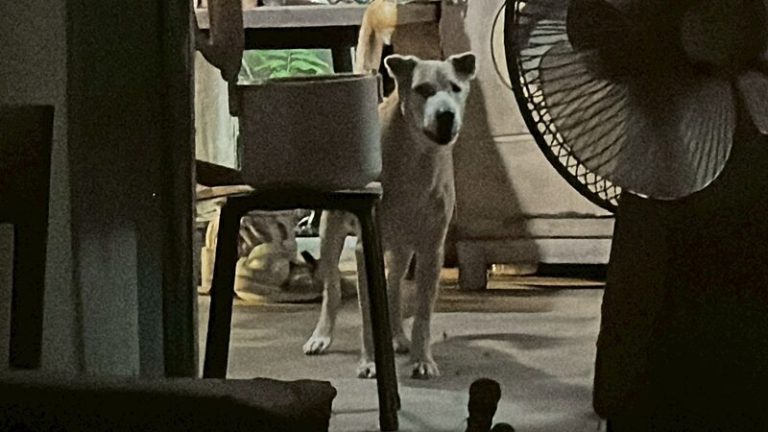 外婆跌倒身亡 忠犬守屍救援受阻