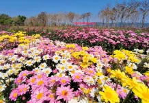 霧中菊花朵朵綻放 迎接情人節