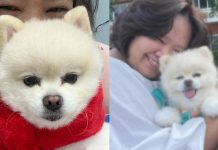 寄養變勒索 狗主人遭索10萬銖