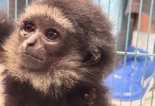 素萬那普機場查獲活體動物走私案