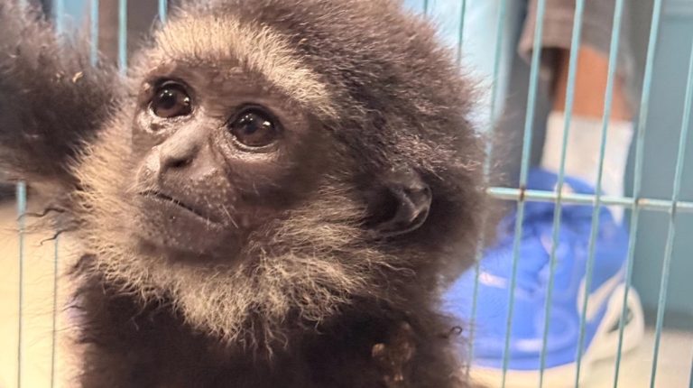 素萬那普機場查獲活體動物走私案