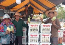 農民無助 芒果價創近10年新低