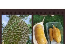 整顆榴槤VS純果肉 哪個更划算?