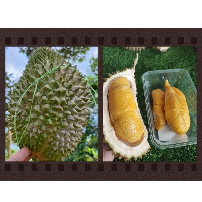 整顆榴槤VS純果肉 哪個更划算?