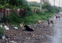 洛坤府狂犬病擴散 5公里戒備