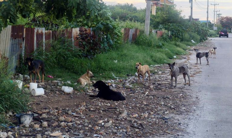 洛坤府狂犬病擴散 5公里戒備
