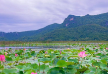 三百峰蓮花湖:傳統撐篙船的慢生活