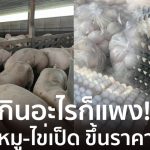 豬肉、鴨蛋同步提價 內貿廳預計8月降