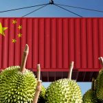 榴槤價跌蟲害難控 出口嚴重受阻