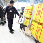 AOT強化機場禁毒 警犬K-9協同安檢