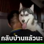 二哈傻傻走失 巴堤雅警方尋回難分難捨