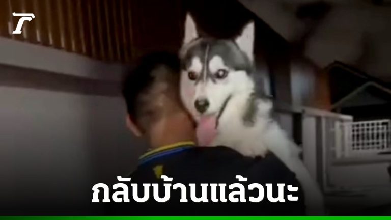 二哈傻傻走失 巴堤雅警方尋回難分難捨