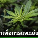 內閣批准大麻管制法草案