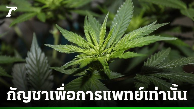 內閣批准大麻管制法草案