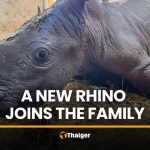 考凱奧動物園添白犀牛寶寶