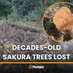 清邁觀景台11棵櫻花樹遭砍伐