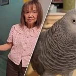 非洲灰鸚鵡失蹤 教師懸賞增至10萬銖