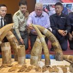 嚴打野生動物走私 泰國查獲400件非洲象牙