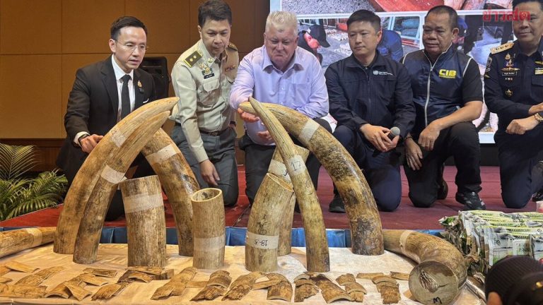 嚴打野生動物走私 泰國查獲400件非洲象牙