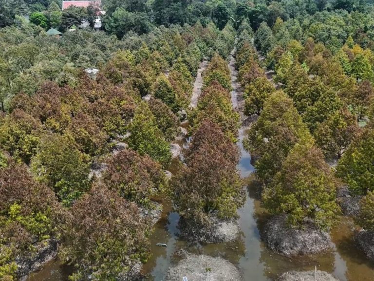 尖竹汶-羅勇近4萬萊榴槤園遭水淹