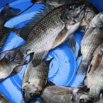 黑頦羅非魚蔓延入侵宋卡運河